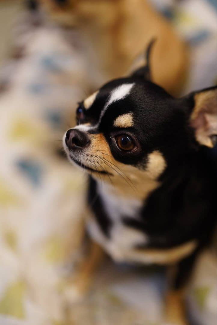 CREST SONY FE 50mm F1.4 レンズ