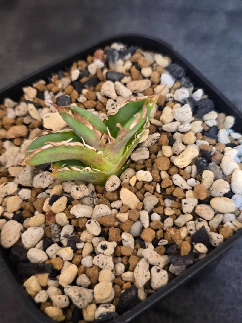 Agave IVORY W.A3 　子株　発根済　訳アリ格安注意事項