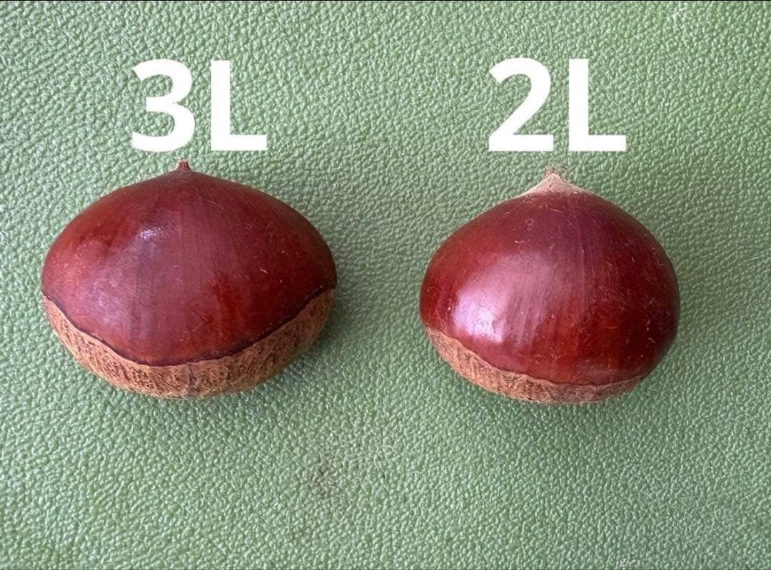 丹波篠山産【丹波栗】　15㎏