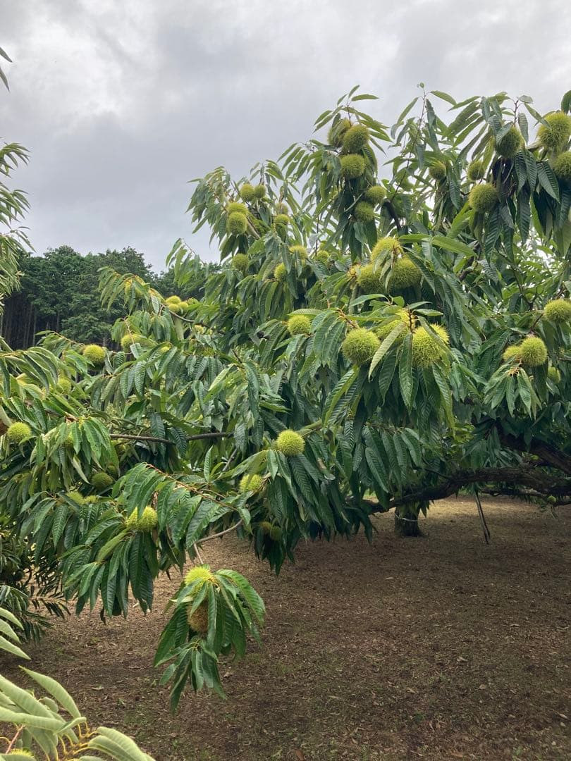 大石唯方さま注文品　特選丹波栗　特大3-4Lサイズ　3kg 銀寄
