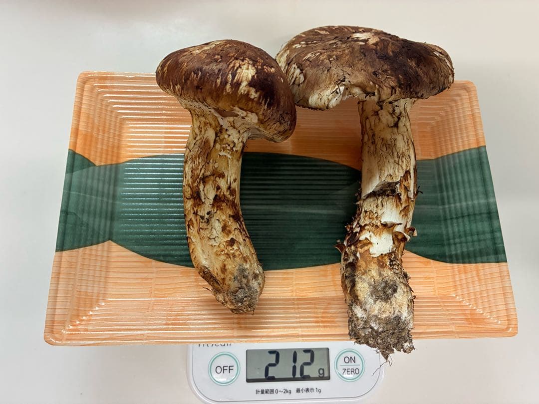 岩手県宮古産　松茸