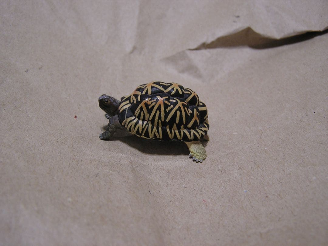 OLYMPUS CAMEDIA X-350 C-745 2台セットXDカード付き