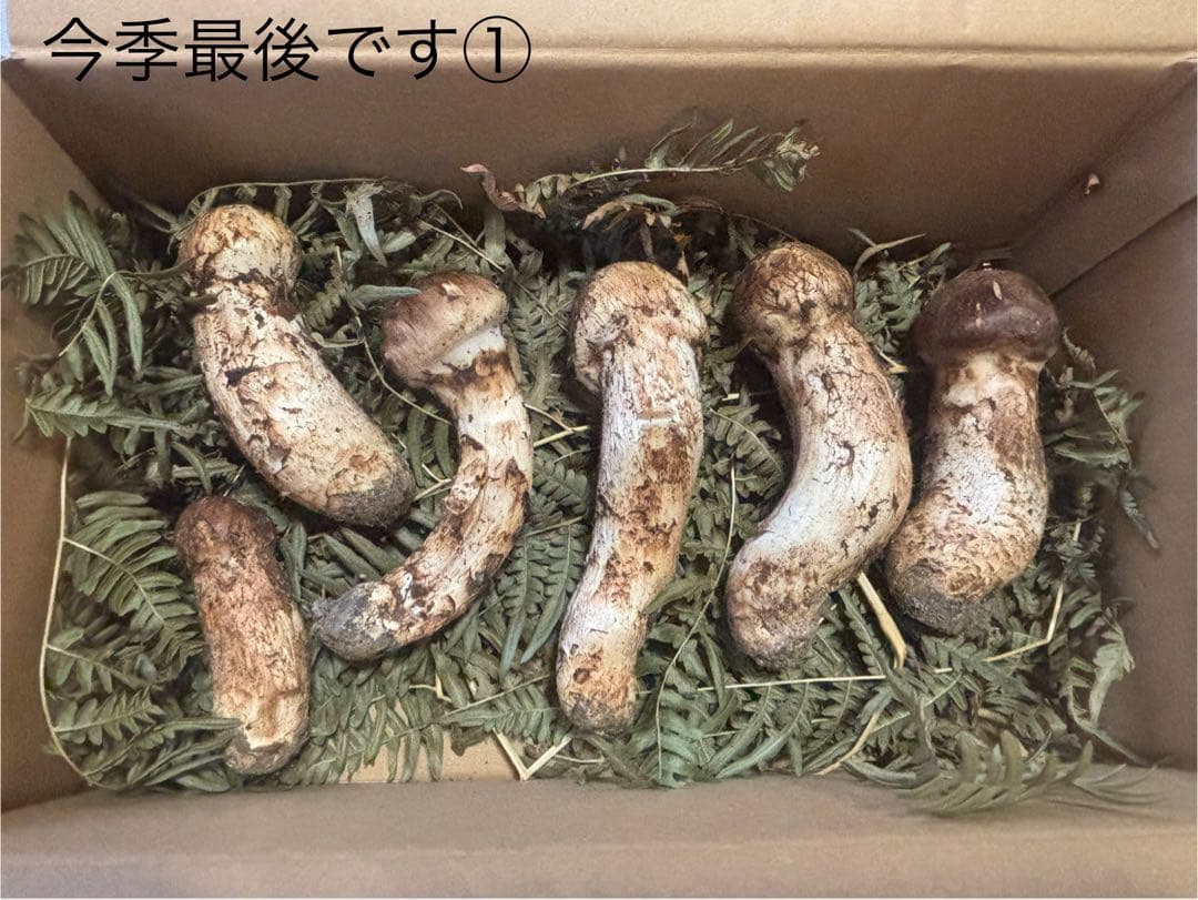 岩手県産松茸320g