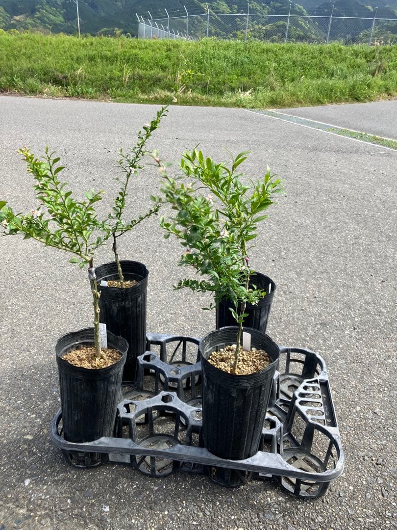 フィンガーライム苗（4本セット）