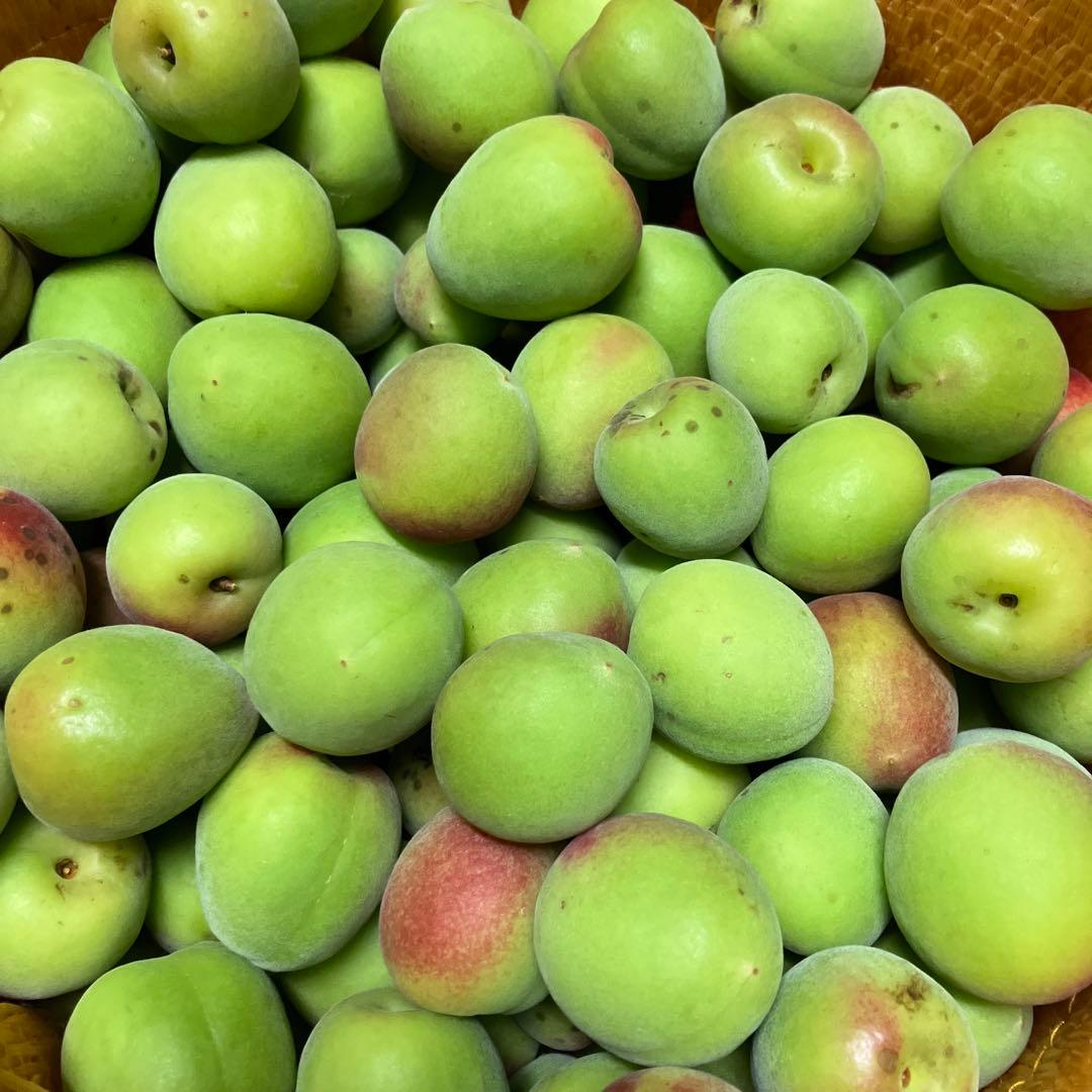 南高梅　完全無農薬　8キロ