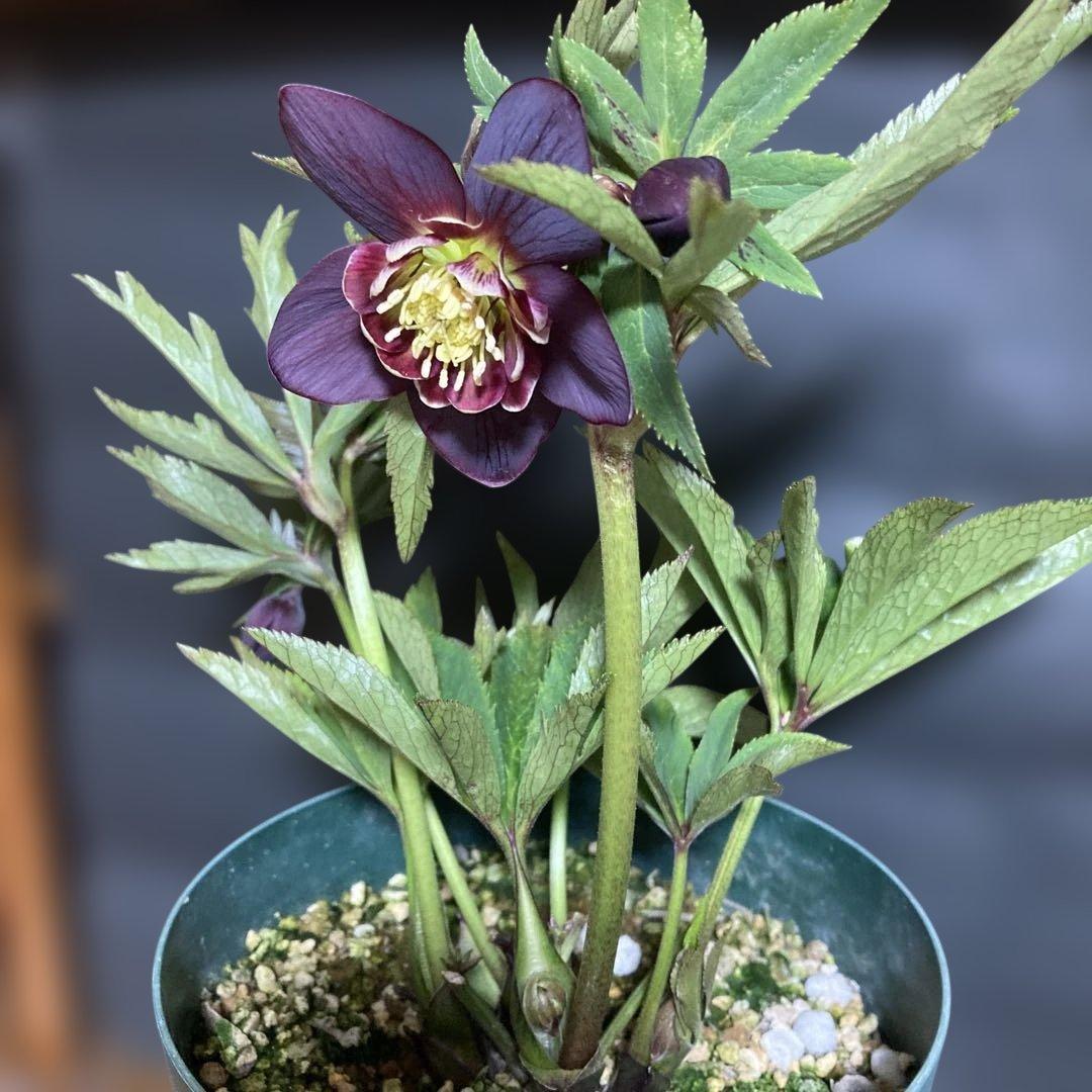 まいさん専用３点おまとめ 分割 クリスマスローズ若泉ファーム雅