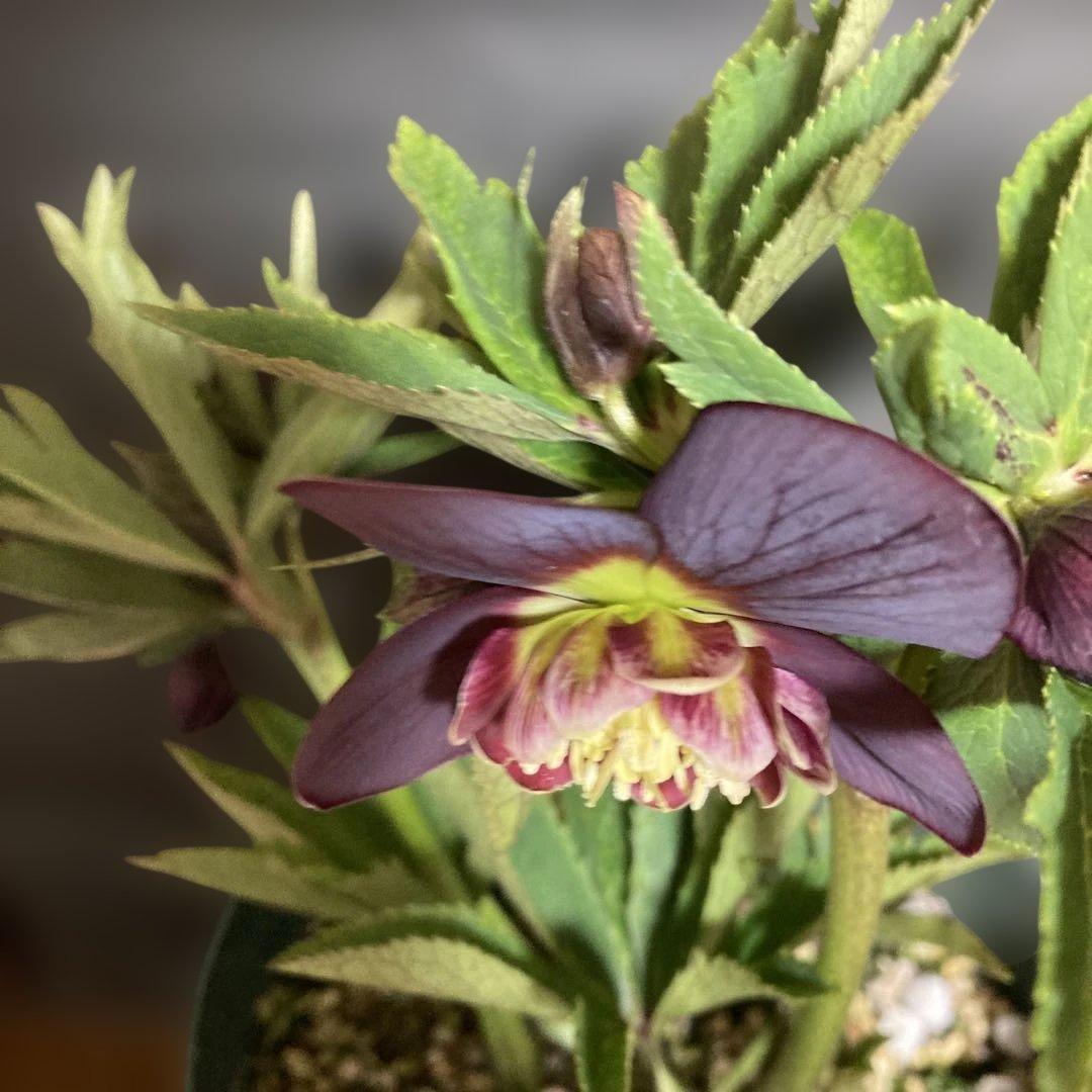 まいさん専用３点おまとめ 分割 クリスマスローズ若泉ファーム雅