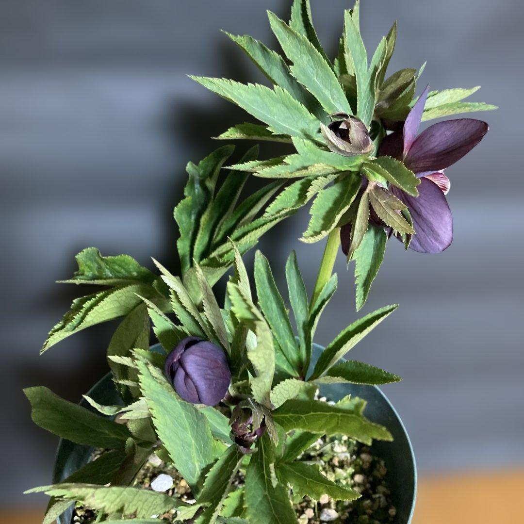 まいさん専用３点おまとめ 分割 クリスマスローズ若泉ファーム雅