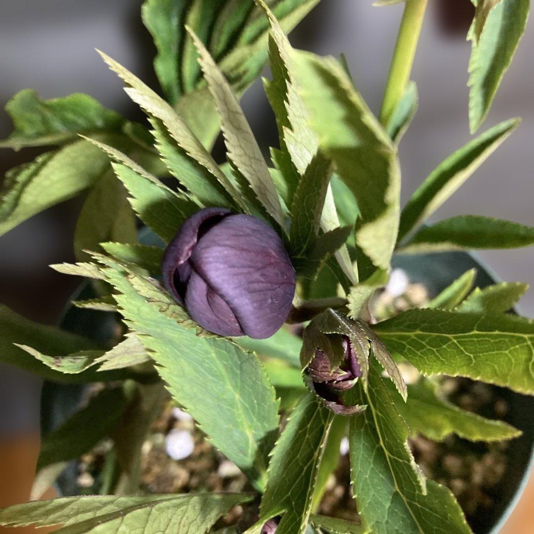 まいさん専用３点おまとめ 分割 クリスマスローズ若泉ファーム雅