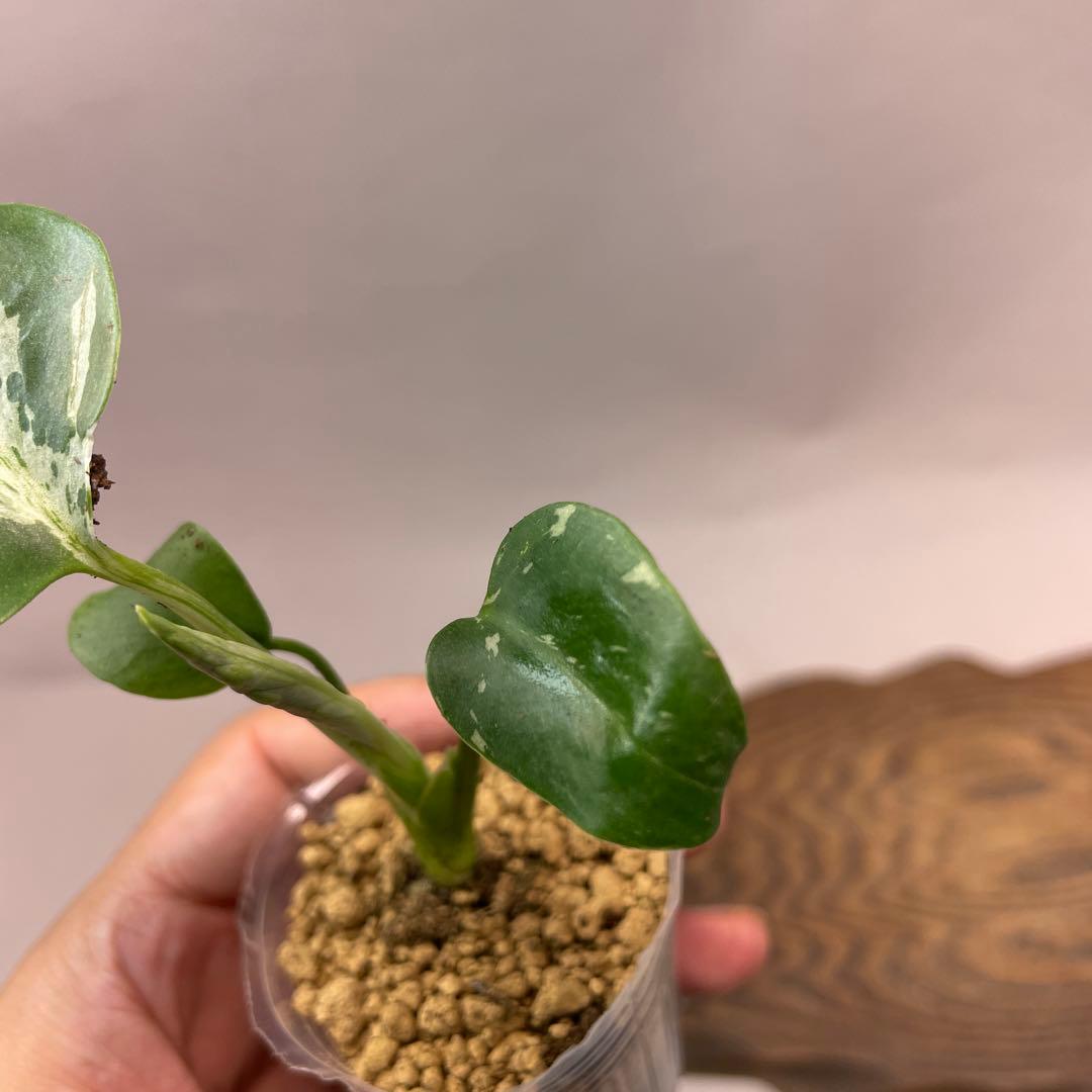 ユ*キ様 L042品種保証！斑入り保証！モンステラ バルバソー フシギダネ