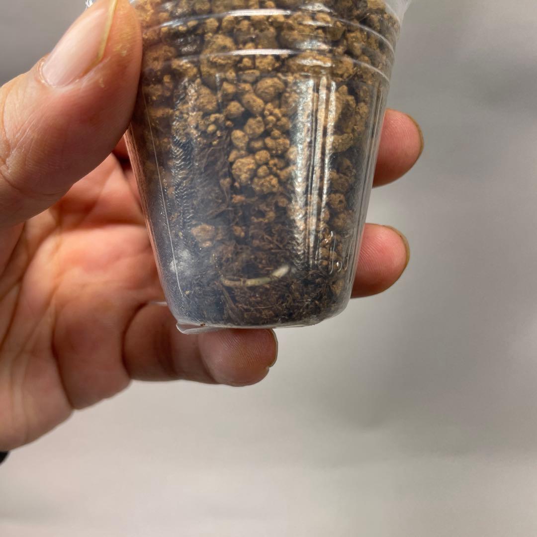 ユ*キ様 L042品種保証！斑入り保証！モンステラ バルバソー フシギダネ