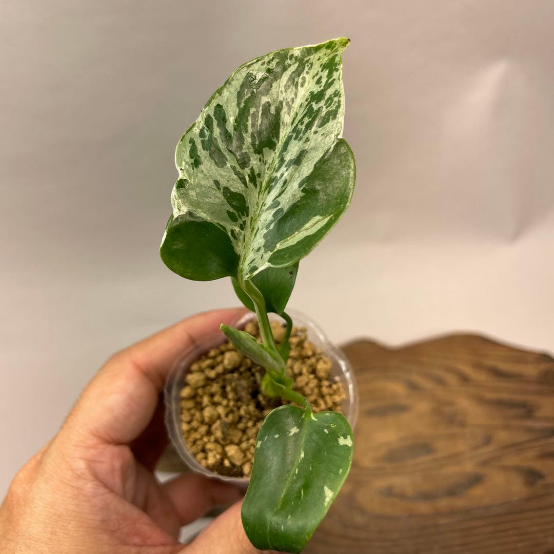 ユ*キ様 L042品種保証！斑入り保証！モンステラ バルバソー フシギダネ