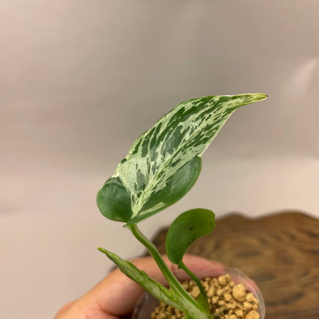 ユ*キ様 L042品種保証！斑入り保証！モンステラ バルバソー フシギダネ