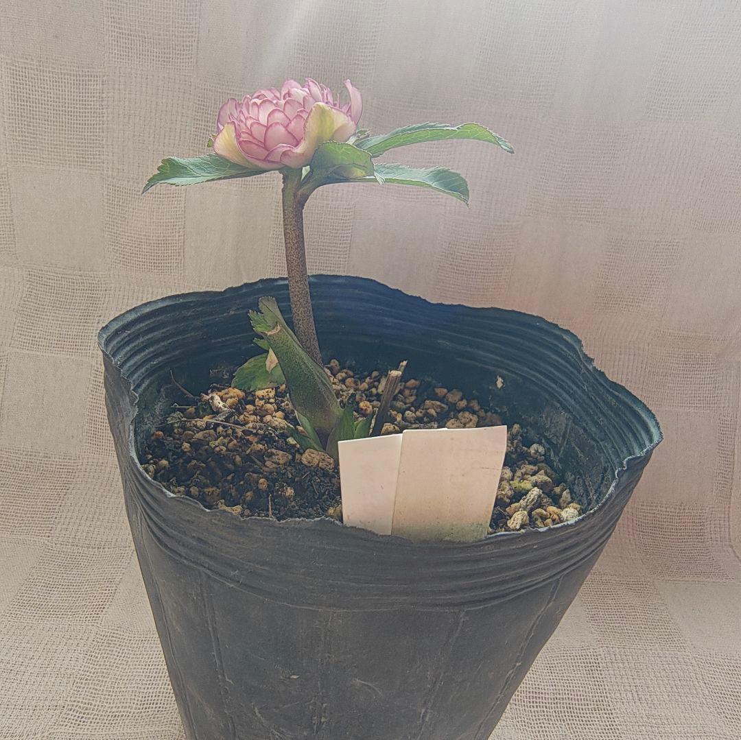 希少！認定ピンクアフロディーテ多弁小輪系 ブラッシュピコティ ペールピンク