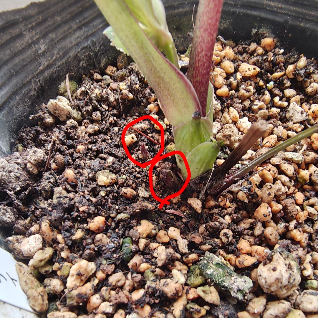 希少！認定ピンクアフロディーテ多弁小輪系 ブラッシュピコティ ペールピンク