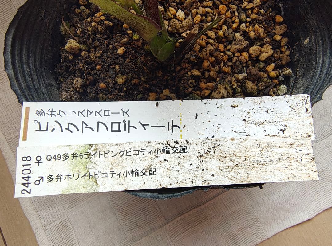 希少！認定ピンクアフロディーテ多弁小輪系 ブラッシュピコティ ペールピンク