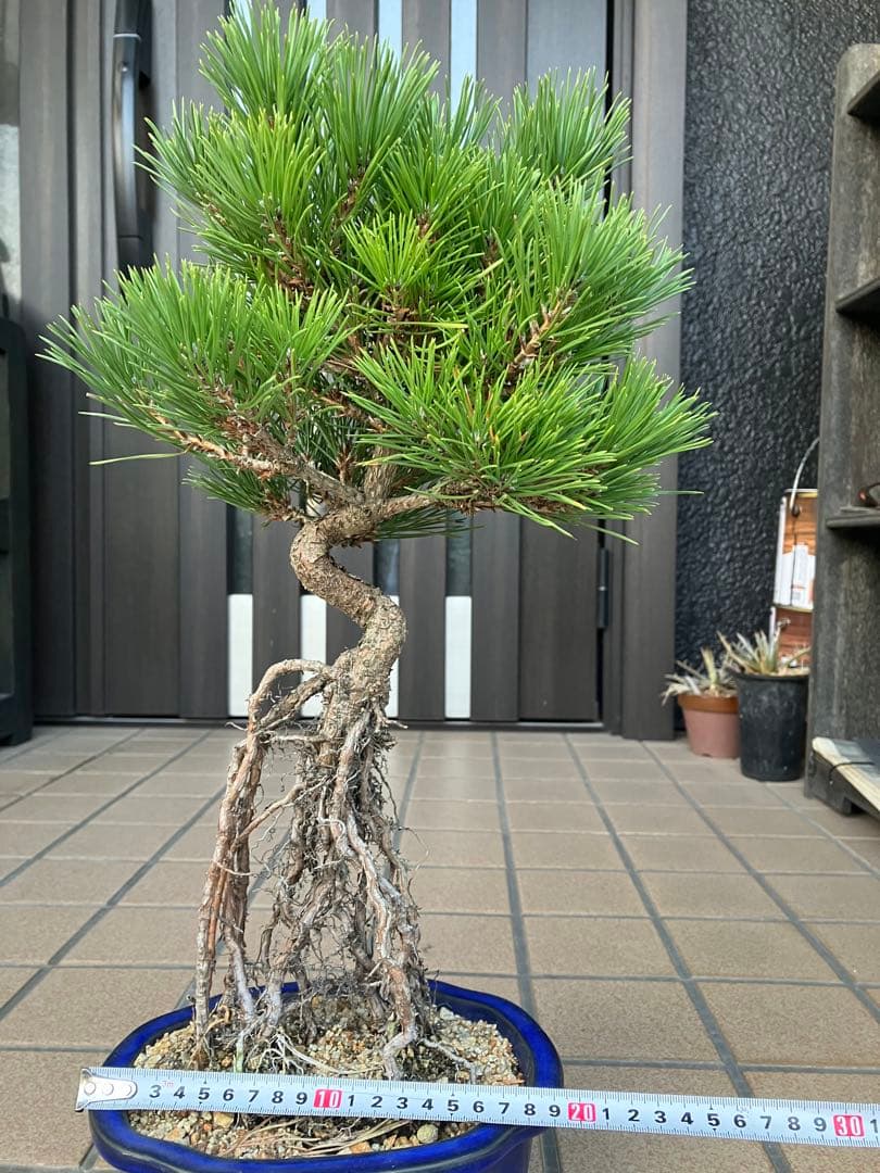 黒松盆栽　樹形(幹の曲等)が美しい根上がり　究極の逸品！　超大特価！早いもの勝ち