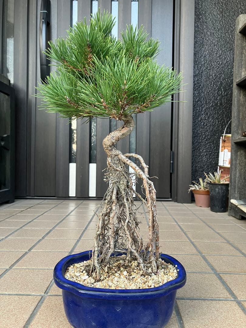 黒松盆栽　樹形(幹の曲等)が美しい根上がり　究極の逸品！　超大特価！早いもの勝ち