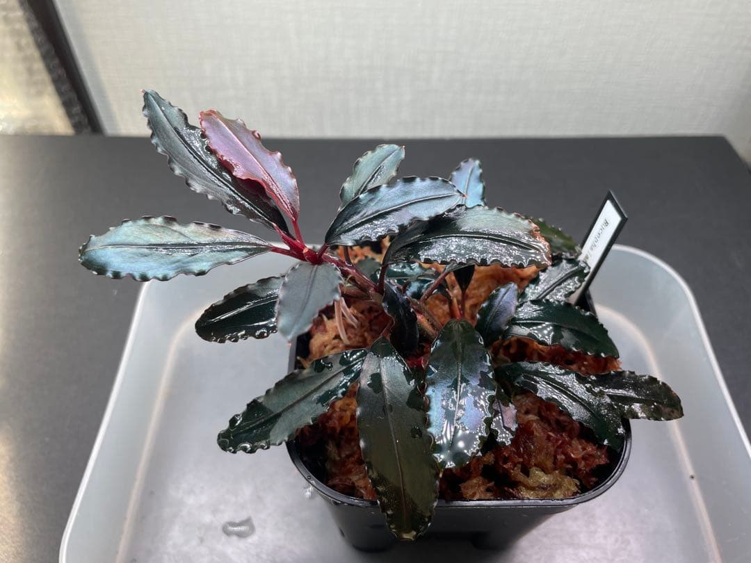 オ*ガ様 Bucephalandra sp Red walts