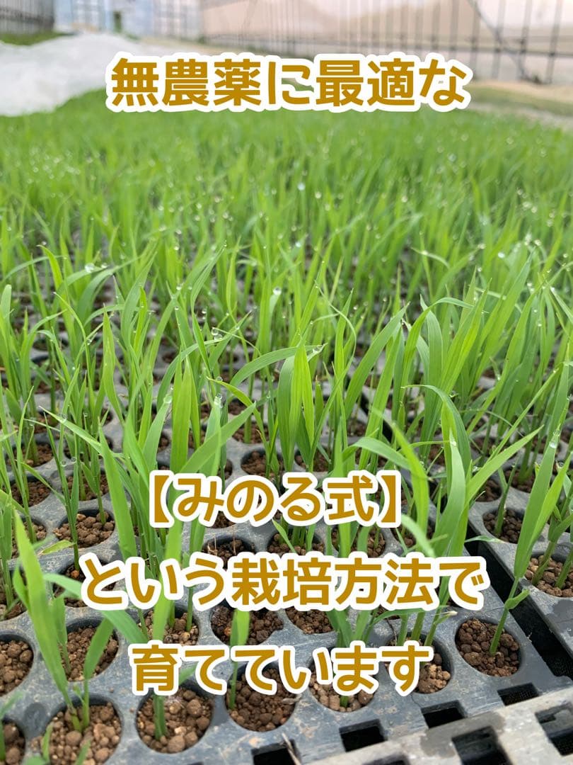 自然栽培【イセヒカリ】白米20kg[5kg×4袋]新米 無農薬無施肥の自然栽培米