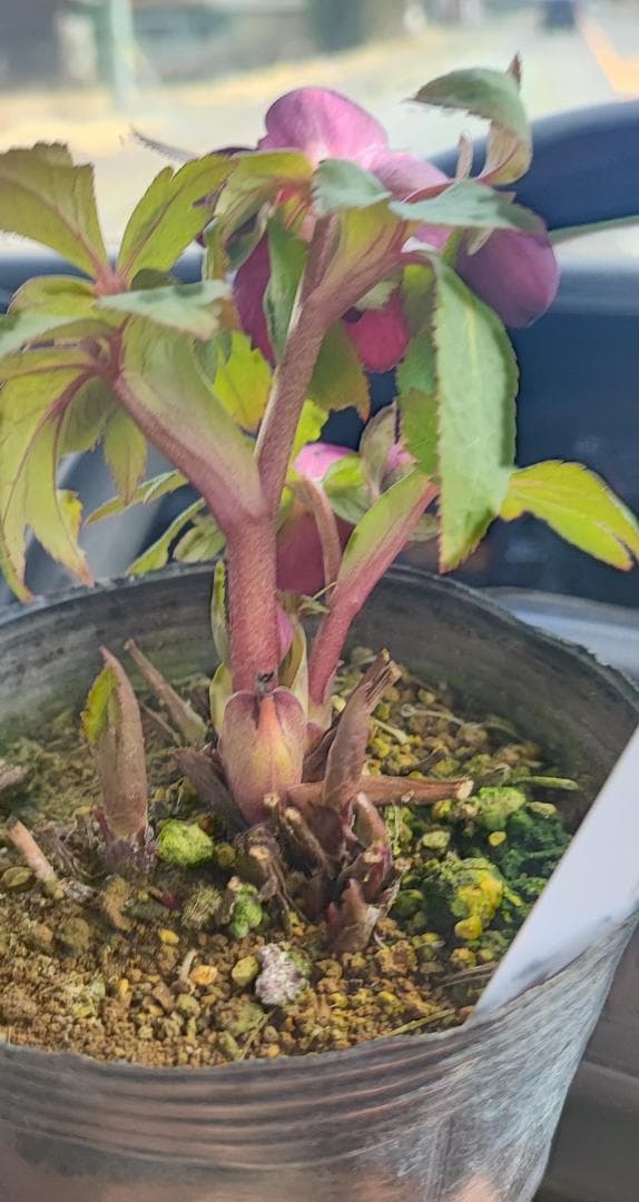 大木ナーサリー★ミスティーク★早い者勝ち