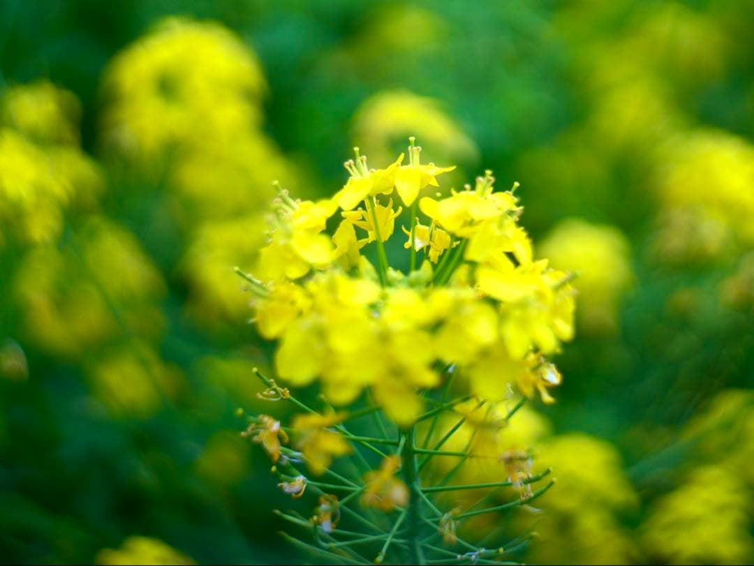 銘レンズFujinon 45mm Fujinon1.8 和製ズミクロン