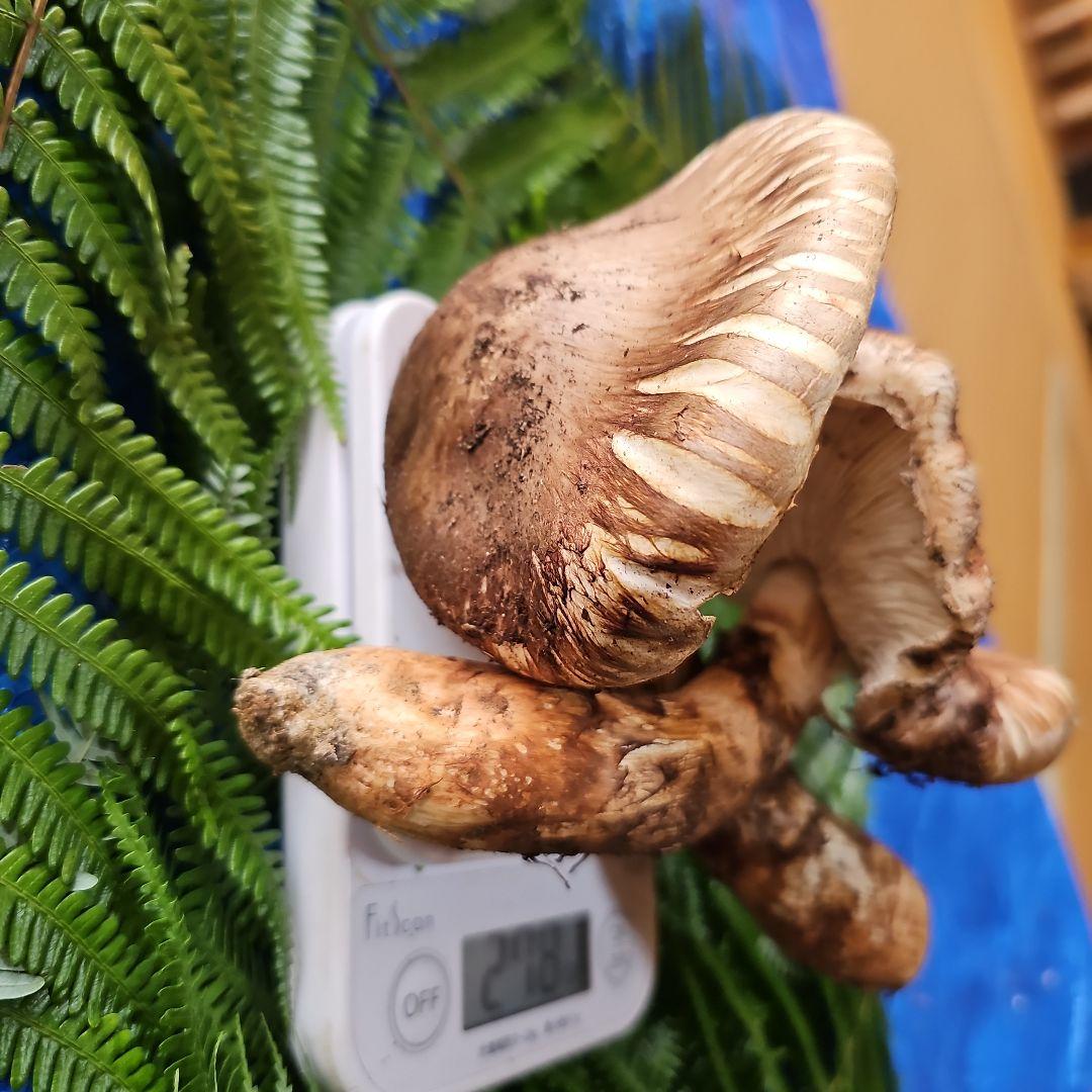 広島県産 松茸 277g　ラスト