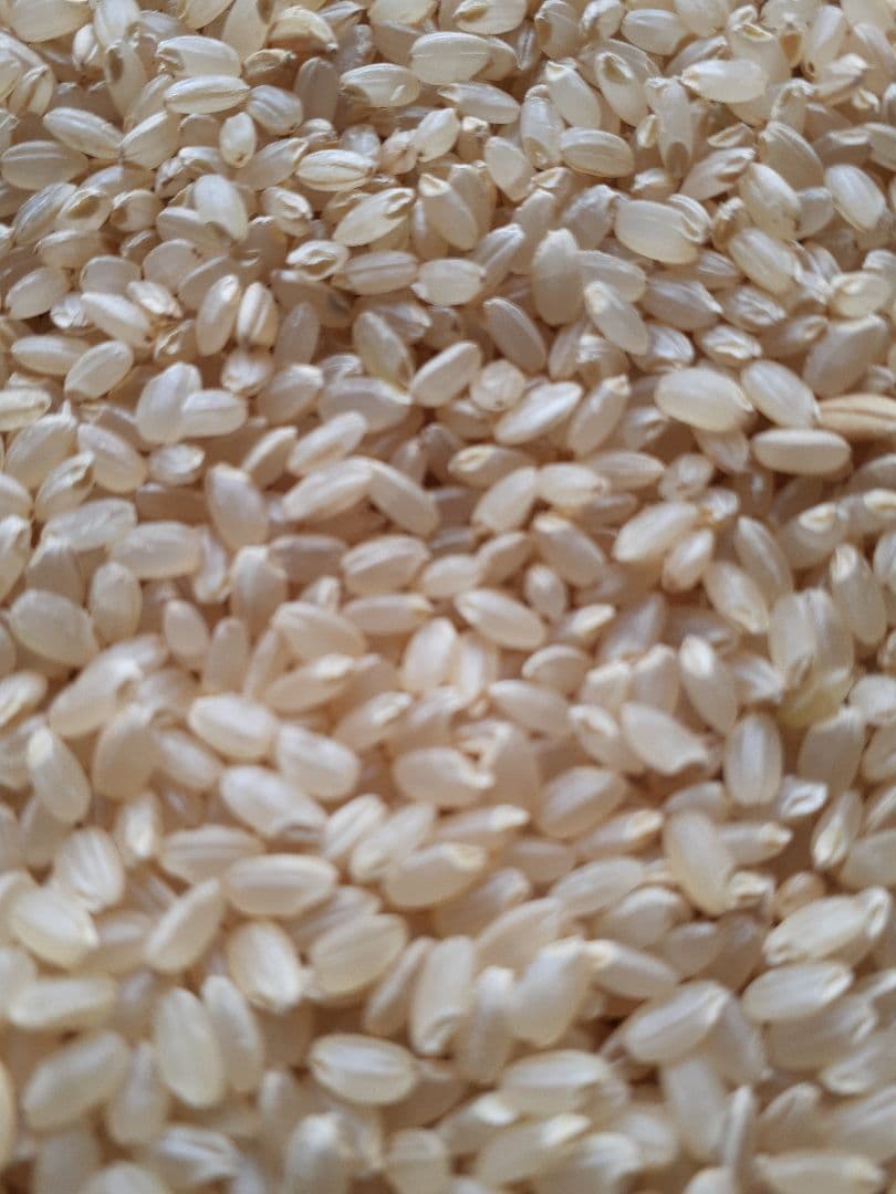 7年　秋田県産　あきたこまち　玄米　10キロ　【低農薬　低化学肥料】