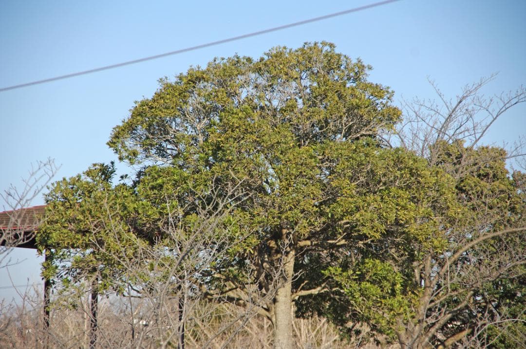 レンズ(ズーム) SMC PENTAX-DA 18-135mm F3.5-5.6 #7892
