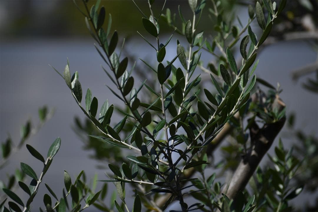 【作例有】ニコンAF-P DX 70-300mm f4.5-6.3G VR 美品