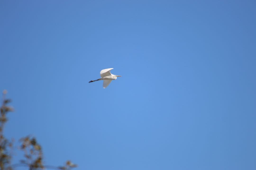 レンズ(ズーム) RT(EF170-500mm)