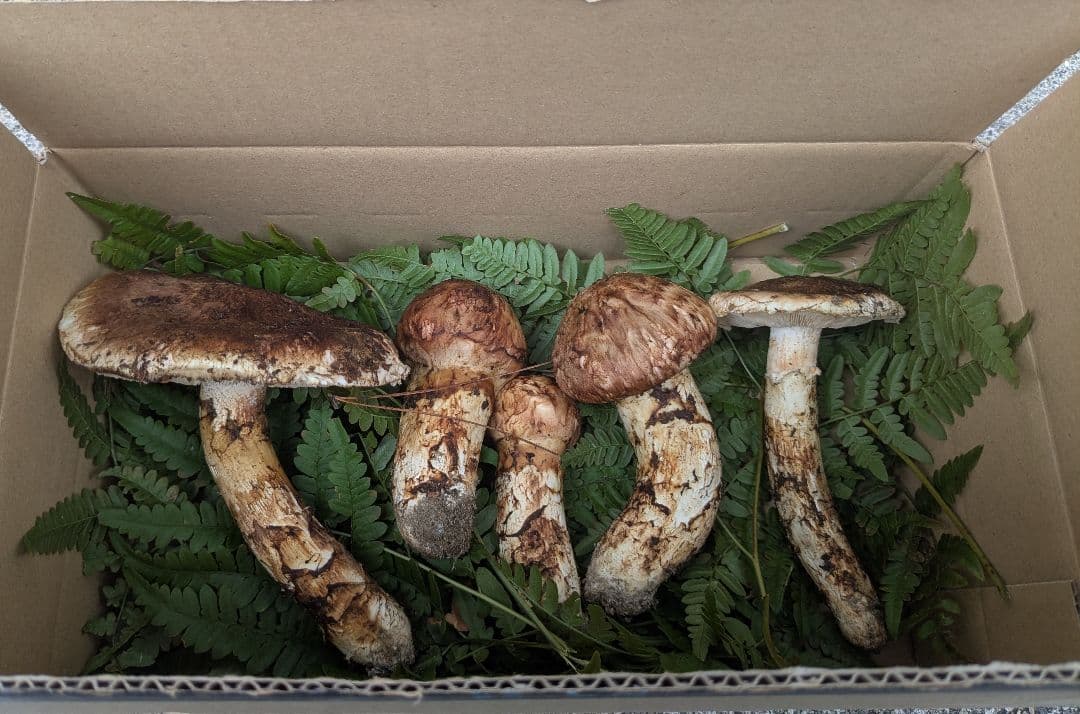 岩手県岩泉産　松茸　約380g