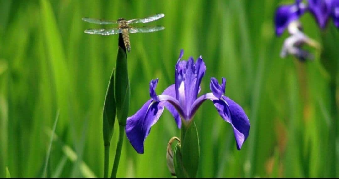 CANON　EOS 30D 一眼レフ　キャノン⚡️初心者⚡️ダブルレンズ　超望遠