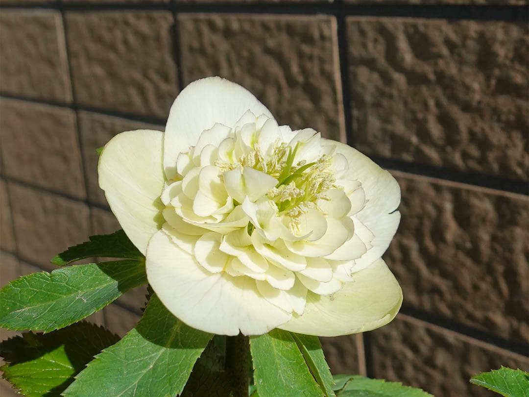 クリスマスローズ sd モーリー 良形