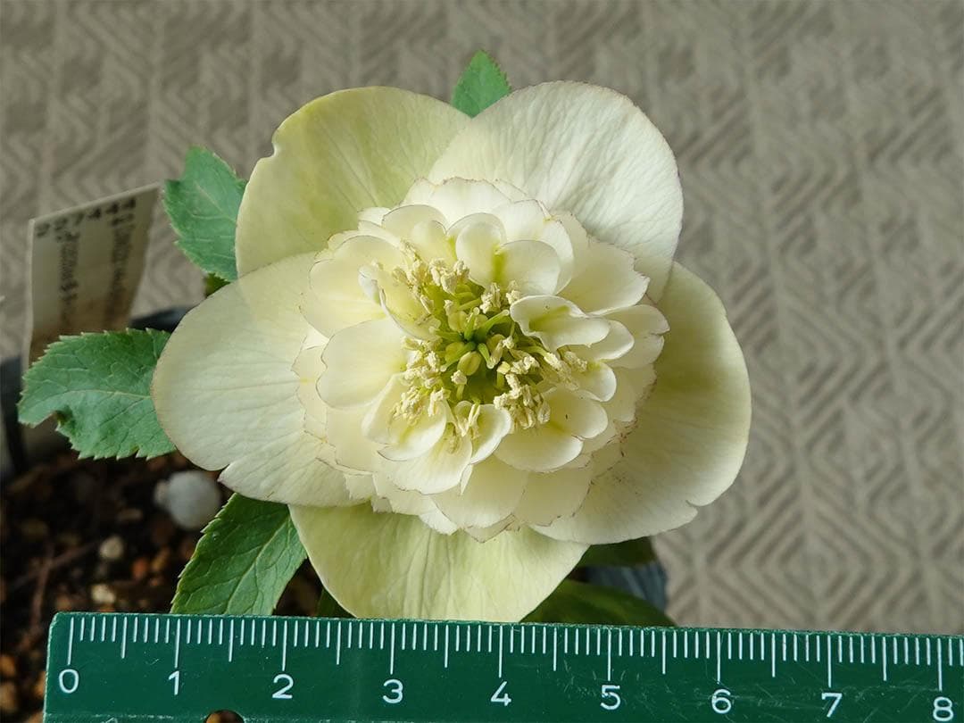 クリスマスローズ sd モーリー 良形