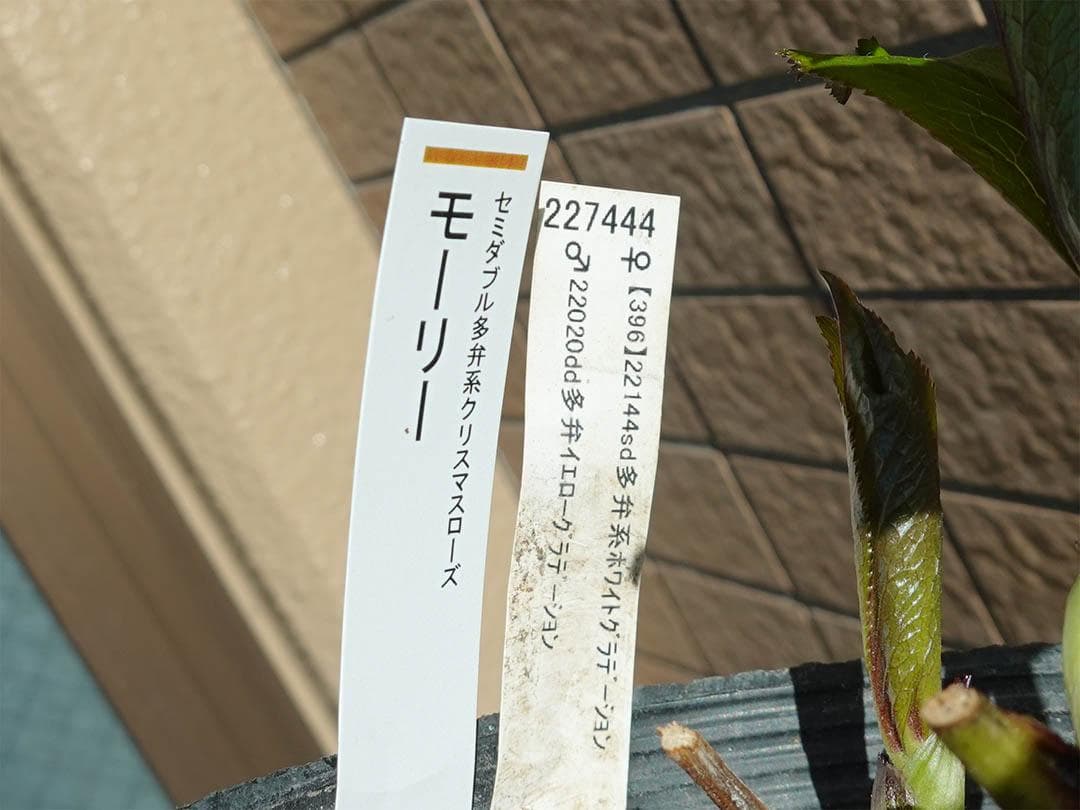 クリスマスローズ sd モーリー 良形