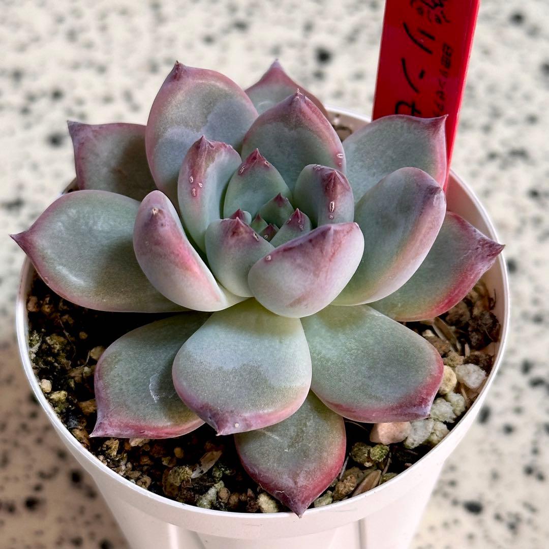 M*様 リンゼアナ　臼田リンゼアナ自家受粉実生苗　ポットごと発送します！