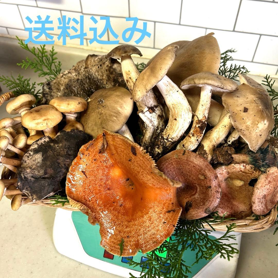 すずちゃん。天然きのこセット