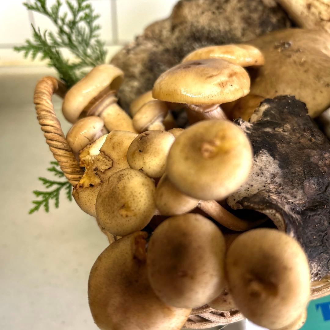 すずちゃん。天然きのこセット