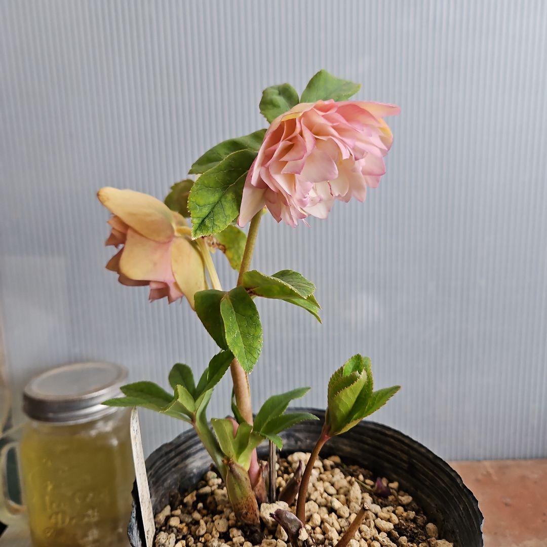 KinaRi様ご購入苗㉖-197㉖-204クリスマスローズ