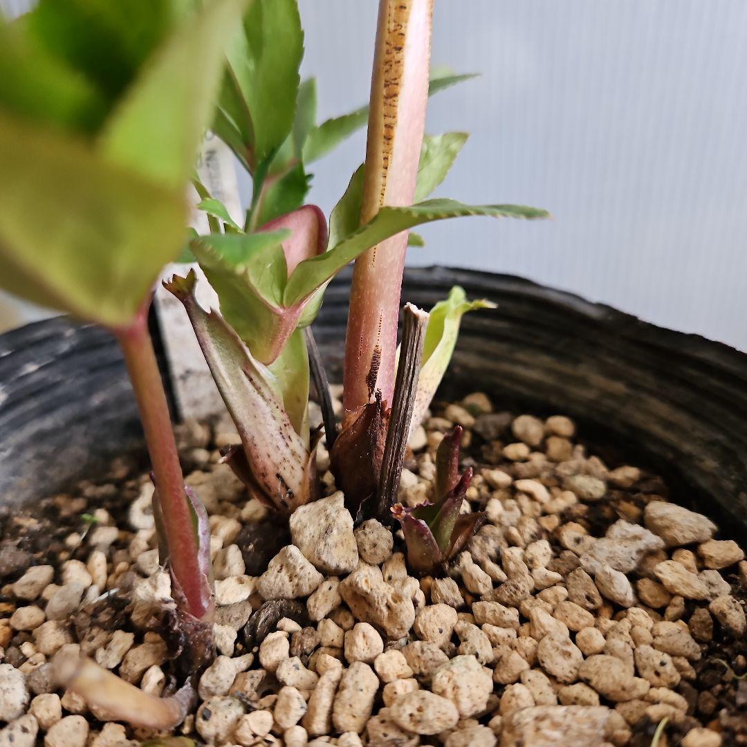 KinaRi様ご購入苗㉖-197㉖-204クリスマスローズ