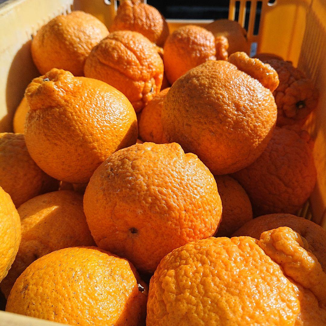 超お得な18kg 熊本産不知火デコポン 味恋みかん