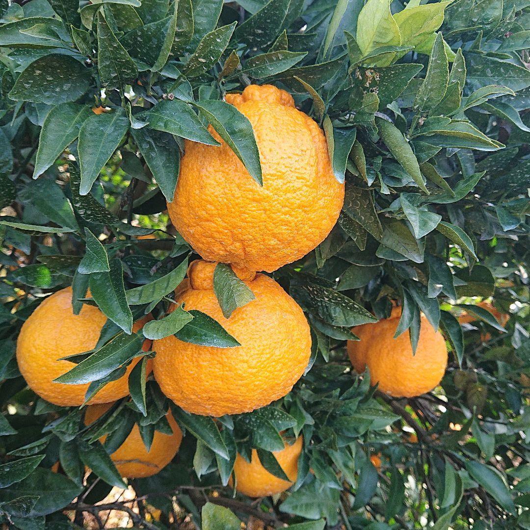 超お得な18kg 熊本産不知火デコポン 味恋みかん