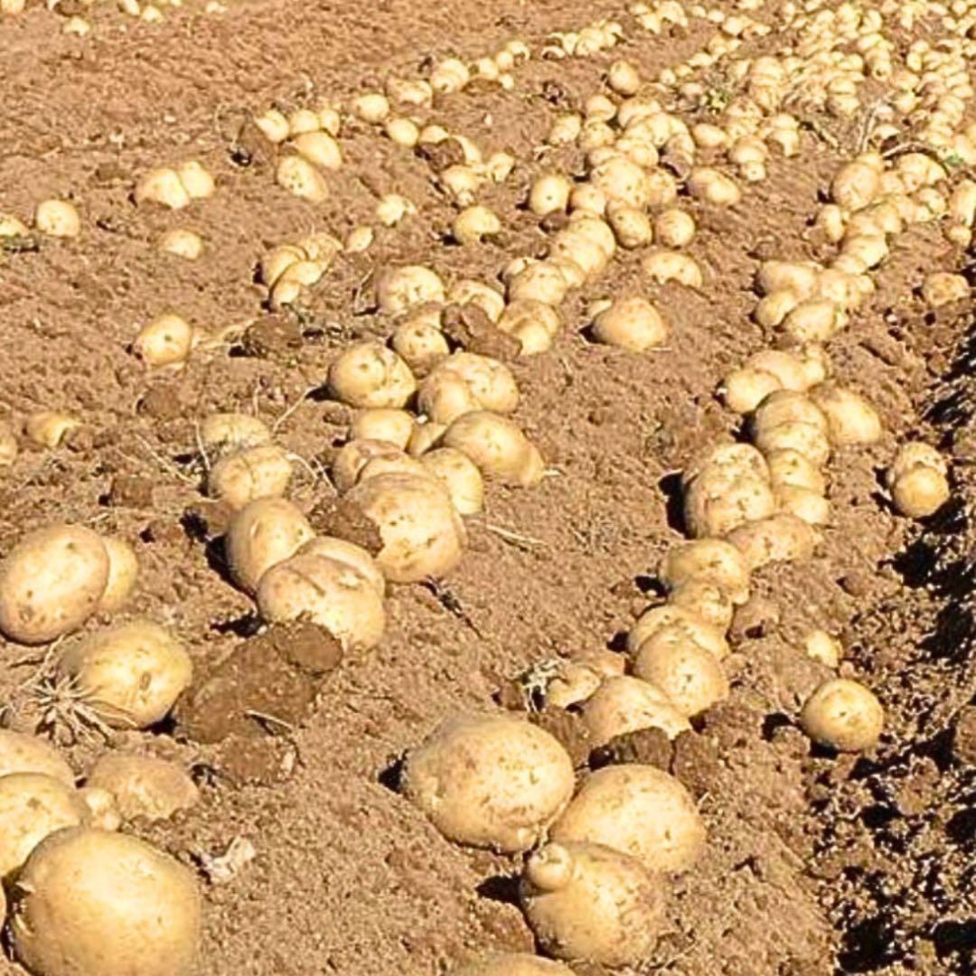 ジャンボサイズ　数量限定　じゃがいも　06