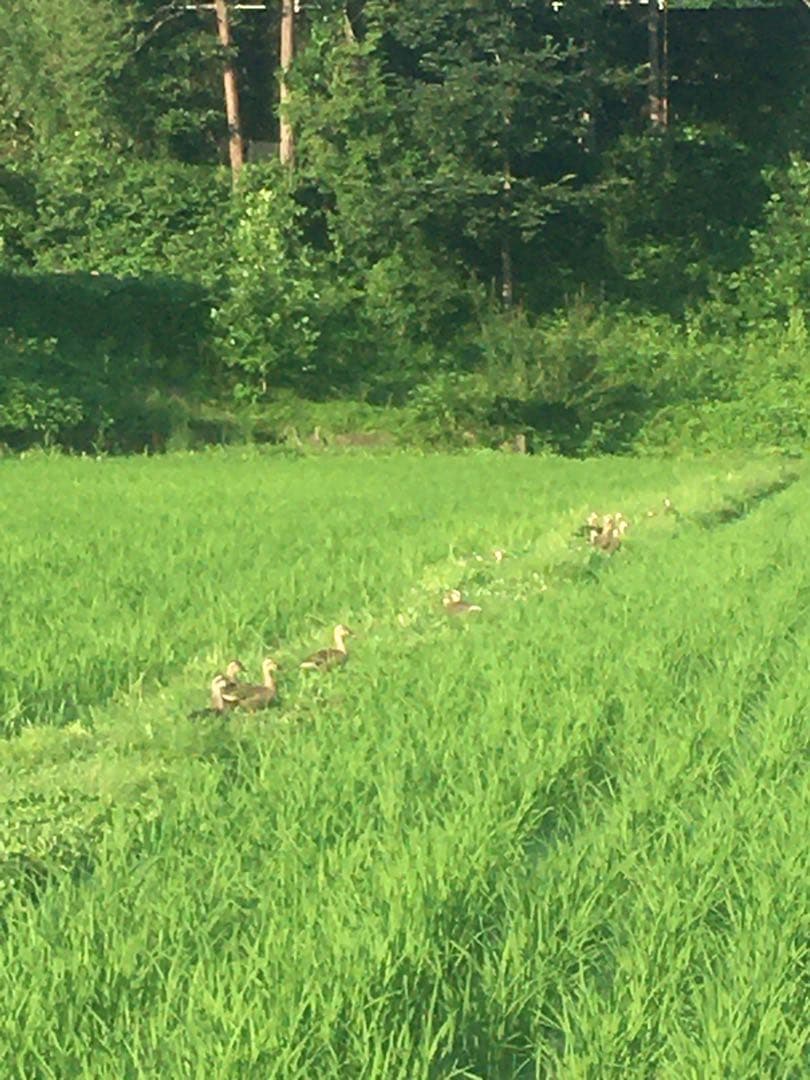 【れんげ米　玄米20.0kg コシヒカリ又はあさひの夢】　栽培期間中農薬不使用