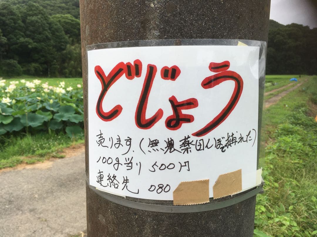 【れんげ米　玄米20.0kg コシヒカリ又はあさひの夢】　栽培期間中農薬不使用