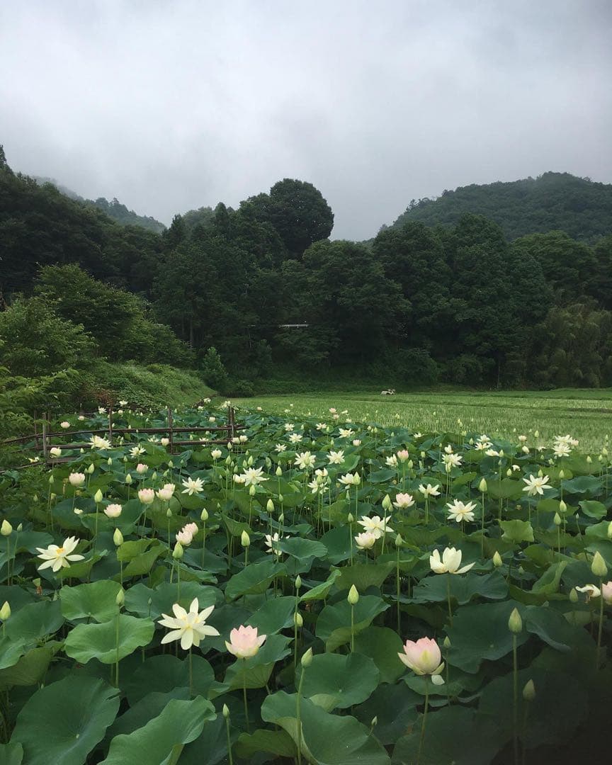 【れんげ米　玄米20.0kg コシヒカリ又はあさひの夢】　栽培期間中農薬不使用