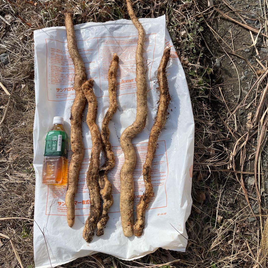 天然自然薯ーー2キロ