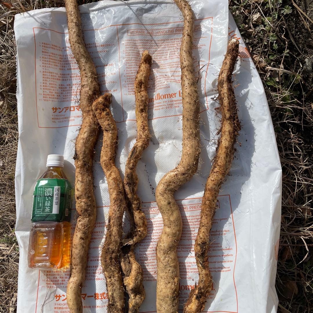 天然自然薯ーー2キロ