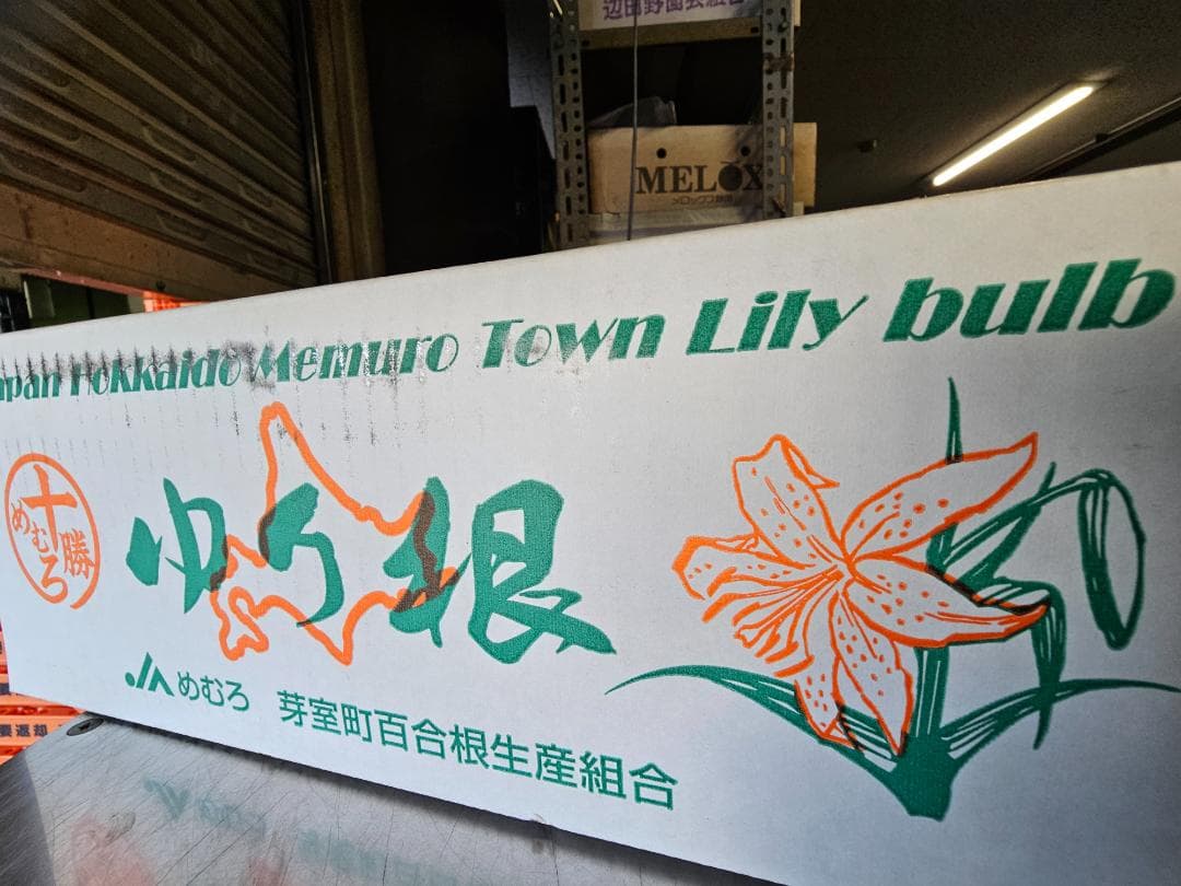 百合根　ゆりね　特大2L　33個入り　5K